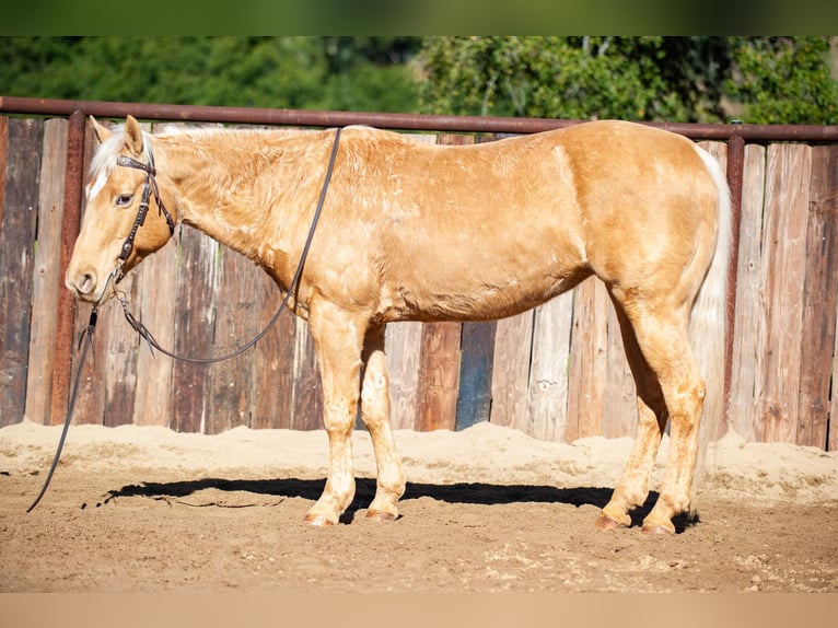 American Quarter Horse Merrie 12 Jaar Palomino in Murrieta, CA