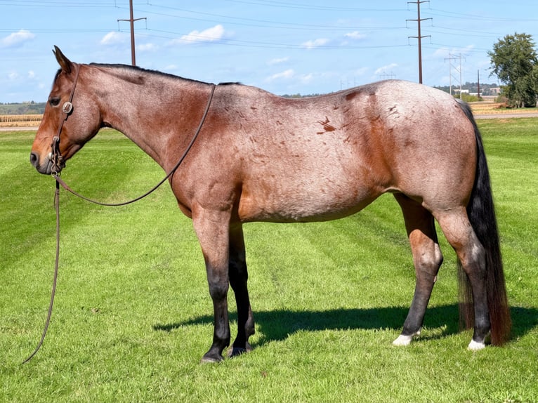 American Quarter Horse Merrie 12 Jaar Roan-Bay in Cannon Falls