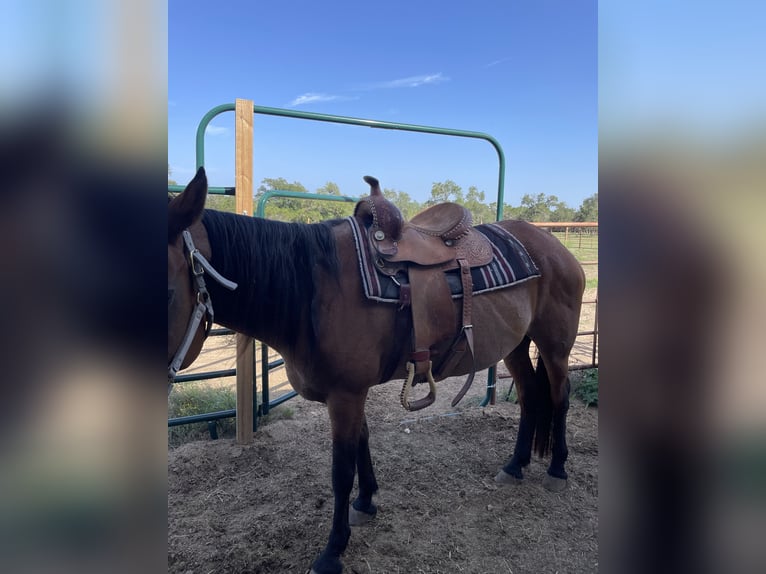 American Quarter Horse Merrie 12 Jaar Roan-Red in Wimberley