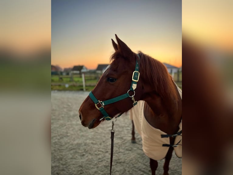 American Quarter Horse Merrie 12 Jaar Roodvos in Bahrdorf