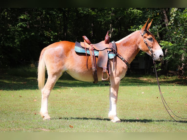 American Quarter Horse Merrie 12 Jaar Roodvos in Flemingsburg Ky