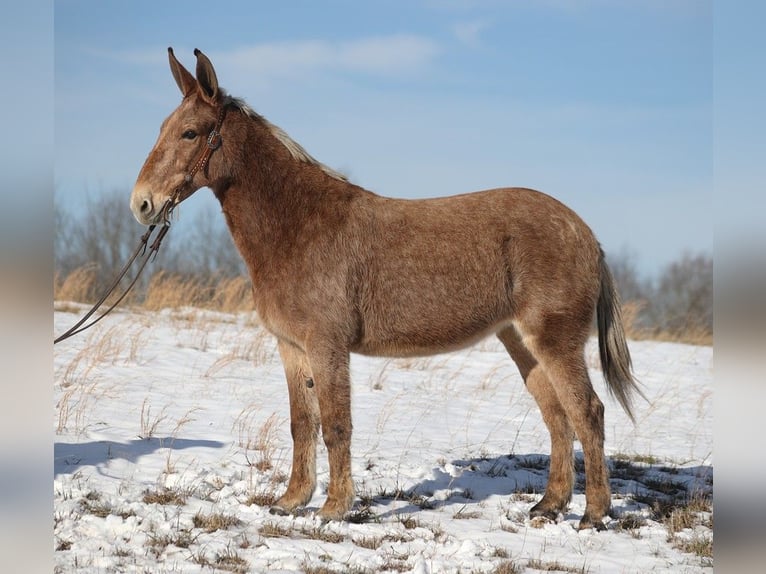 American Quarter Horse Merrie 12 Jaar Tobiano-alle-kleuren in Jamestown KY
