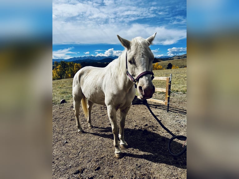 American Quarter Horse Merrie 12 Jaar Wit in Cotopaxi
