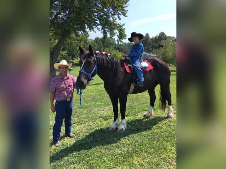 American Quarter Horse Merrie 12 Jaar Zwart in Howell, mi