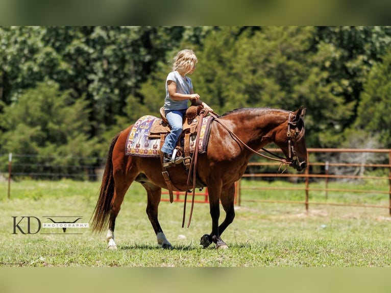 American Quarter Horse Merrie 13 Jaar 124 cm Roodbruin in Quitman AR