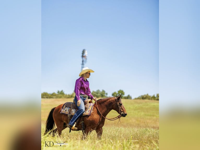 American Quarter Horse Merrie 13 Jaar 124 cm Roodbruin in Quitman AR