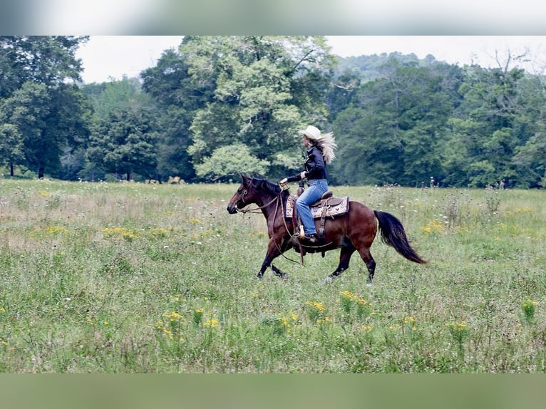 American Quarter Horse Merrie 13 Jaar 124 cm Roodbruin in Quitman AR