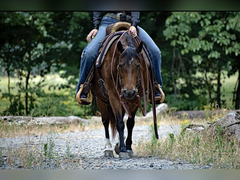 American Quarter Horse Merrie 13 Jaar 124 cm Roodbruin in Quitman AR