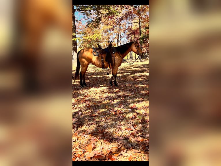 American Quarter Horse Merrie 13 Jaar 142 cm Buckskin in Mt Hope AL