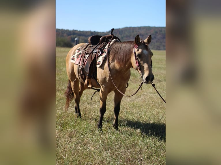 American Quarter Horse Merrie 13 Jaar 142 cm Buckskin in Mt Hope AL