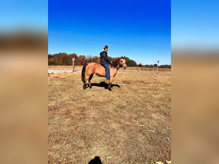 American Quarter Horse Merrie 13 Jaar 142 cm Buckskin in Mt Hope AL