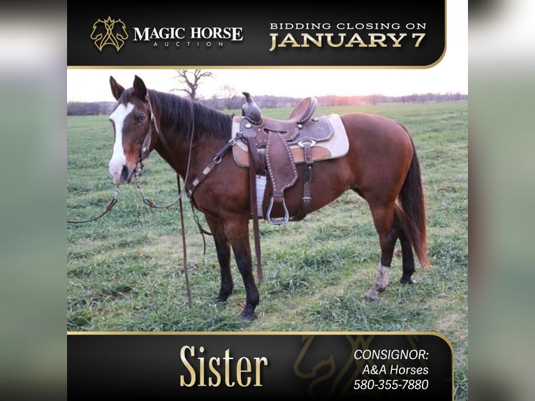 American Quarter Horse Merrie 13 Jaar 142 cm Roodbruin in Lawton