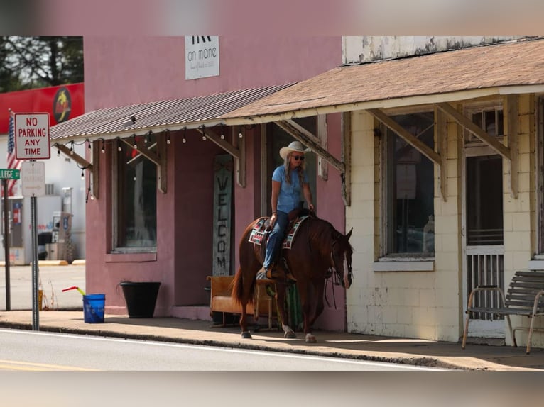American Quarter Horse Merrie 13 Jaar 145 cm Donkere-vos in Quitman, AR