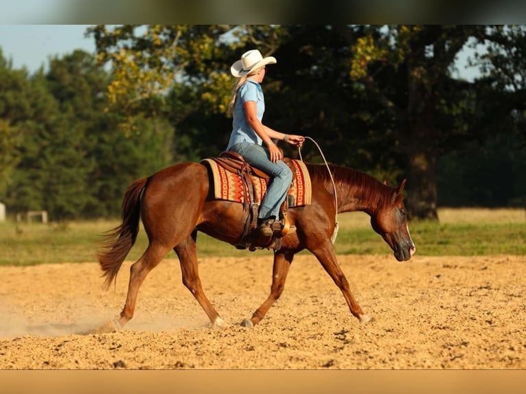 American Quarter Horse Merrie 13 Jaar 145 cm Donkere-vos in Quitman, AR