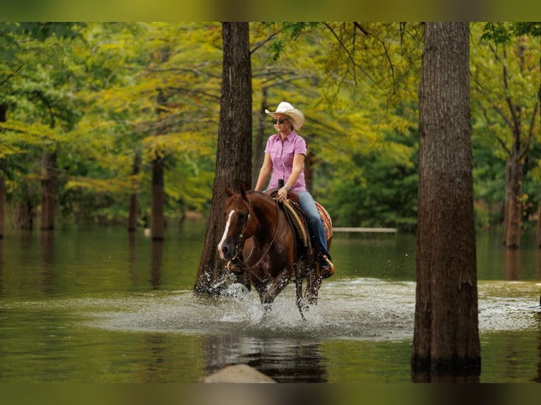 American Quarter Horse Merrie 13 Jaar 145 cm Donkere-vos in Quitman, AR
