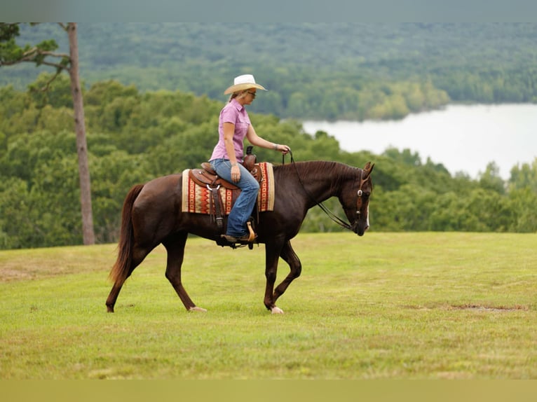 American Quarter Horse Merrie 13 Jaar 145 cm Donkere-vos in Quitman, AR