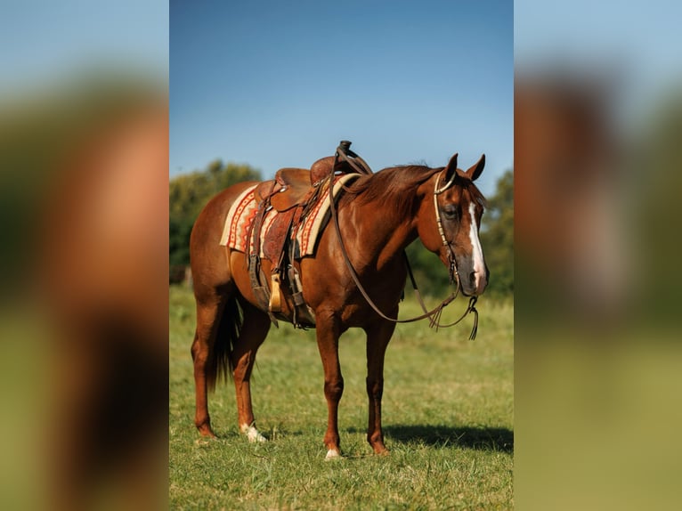 American Quarter Horse Merrie 13 Jaar 145 cm Donkere-vos in Quitman, AR