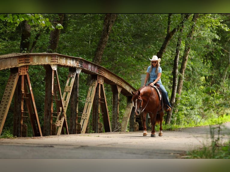 American Quarter Horse Merrie 13 Jaar 145 cm Donkere-vos in Quitman, AR