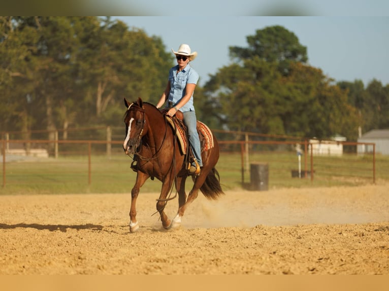 American Quarter Horse Merrie 13 Jaar 145 cm Donkere-vos in Quitman, AR
