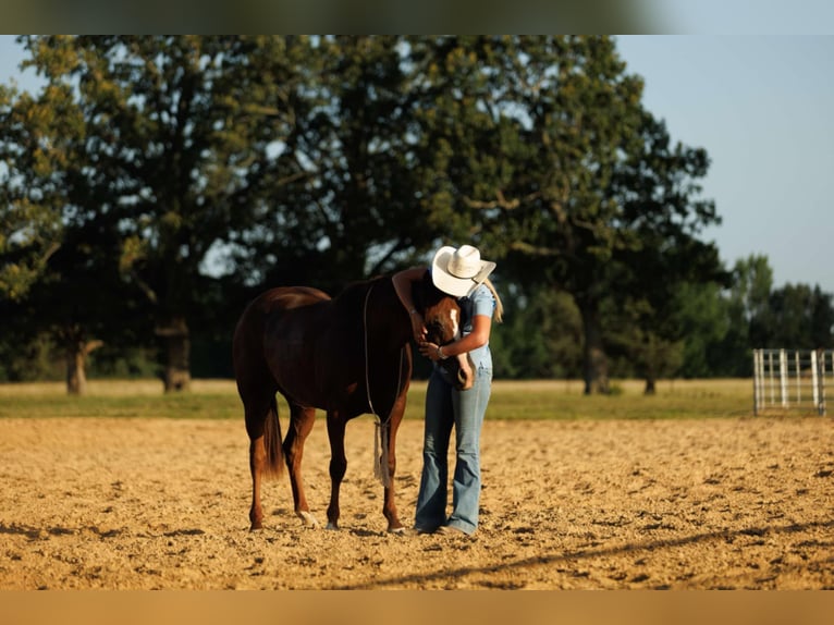 American Quarter Horse Merrie 13 Jaar 145 cm Donkere-vos in Quitman, AR