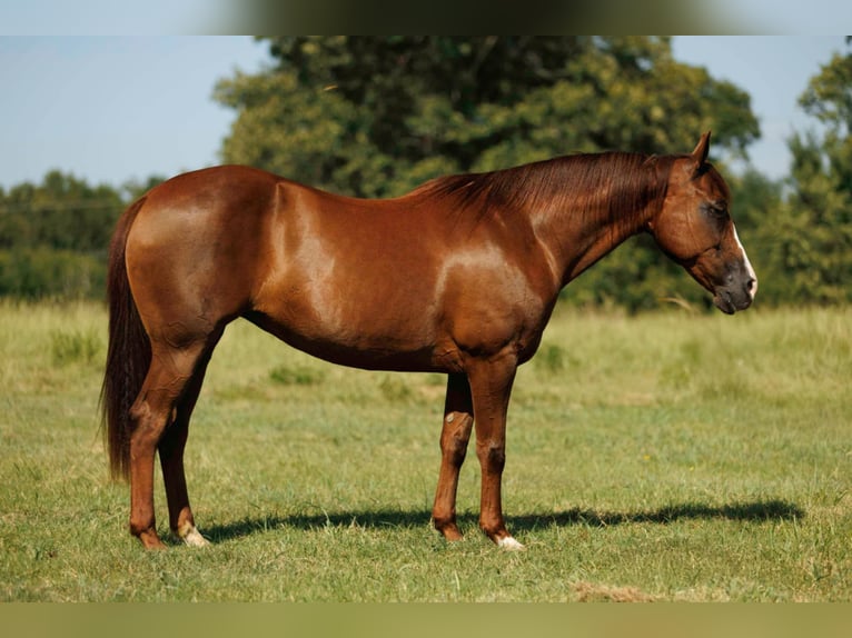 American Quarter Horse Merrie 13 Jaar 145 cm Donkere-vos in Quitman, AR