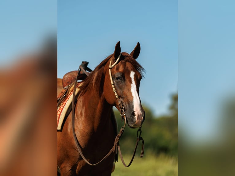 American Quarter Horse Merrie 13 Jaar 145 cm Donkere-vos in Quitman, AR