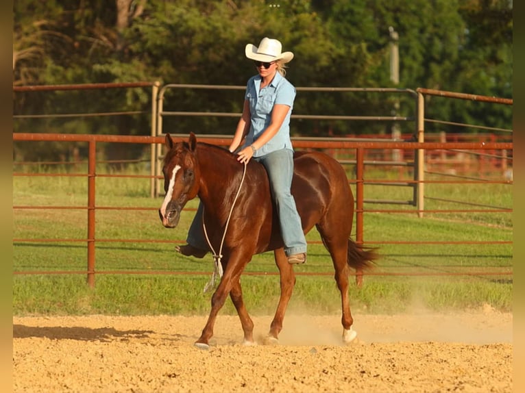 American Quarter Horse Merrie 13 Jaar 145 cm Donkere-vos in Quitman, AR