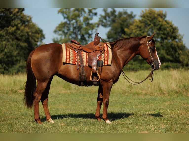 American Quarter Horse Merrie 13 Jaar 145 cm Donkere-vos in Quitman, AR