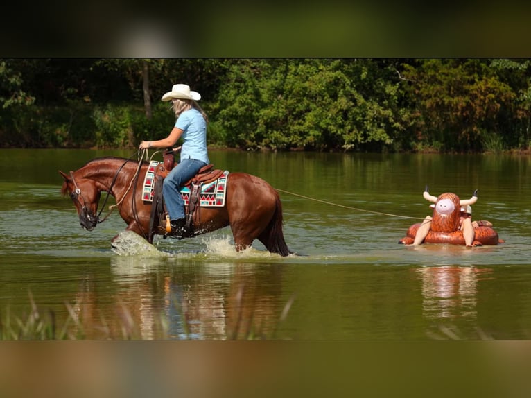 American Quarter Horse Merrie 13 Jaar 145 cm Donkere-vos in Quitman, AR