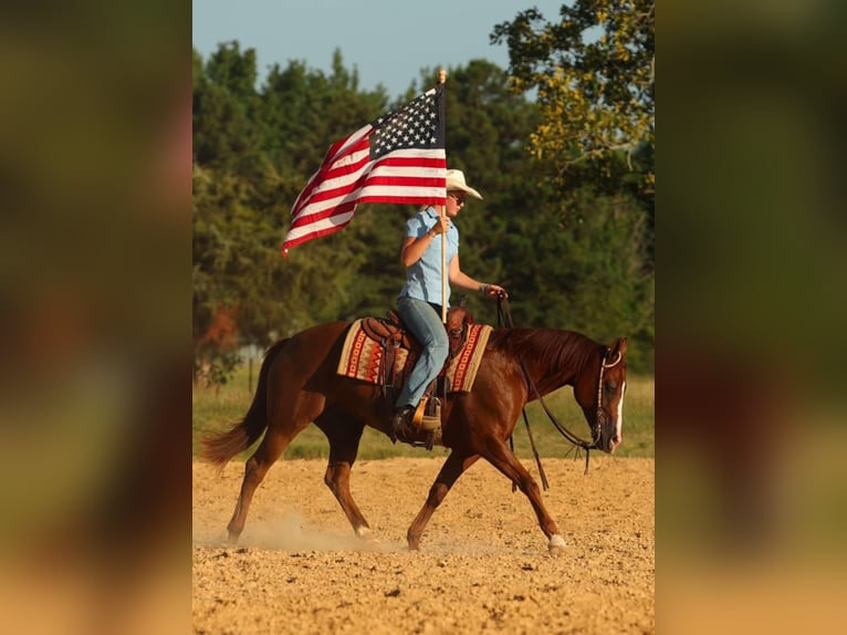 American Quarter Horse Merrie 13 Jaar 145 cm Donkere-vos in Quitman, AR