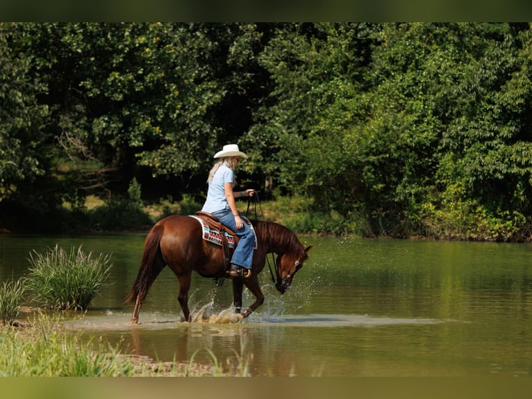 American Quarter Horse Merrie 13 Jaar 145 cm Donkere-vos in Quitman, AR