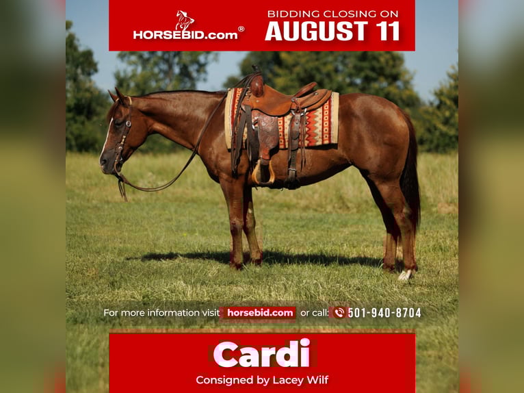 American Quarter Horse Merrie 13 Jaar 145 cm Donkere-vos in Quitman, AR