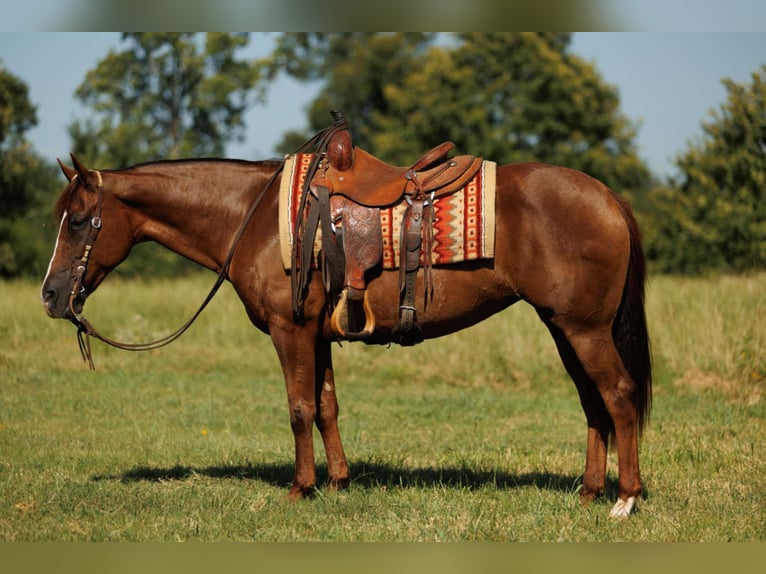 American Quarter Horse Merrie 13 Jaar 145 cm Donkere-vos in Quitman, AR