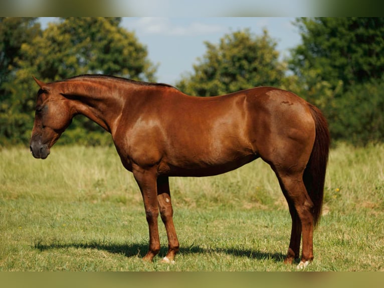 American Quarter Horse Merrie 13 Jaar 145 cm Donkere-vos in Quitman, AR