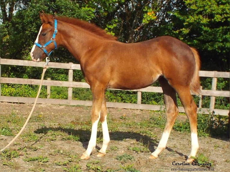 American Quarter Horse Merrie 13 Jaar 145 cm Donkere-vos in Brecon