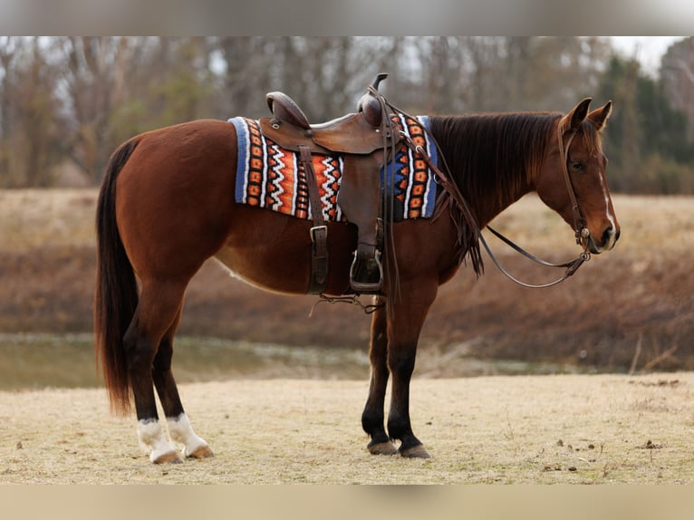 American Quarter Horse Merrie 13 Jaar 145 cm Roodbruin in Vilonia