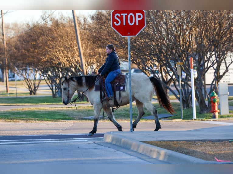 American Quarter Horse Merrie 13 Jaar 147 cm Buckskin in Forney