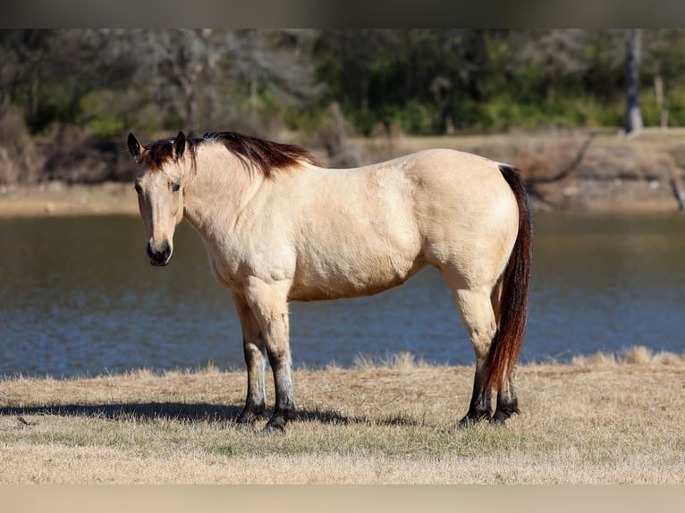 American Quarter Horse Merrie 13 Jaar 147 cm Buckskin in Forney