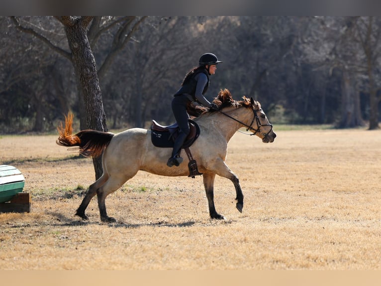 American Quarter Horse Merrie 13 Jaar 147 cm Buckskin in Forney