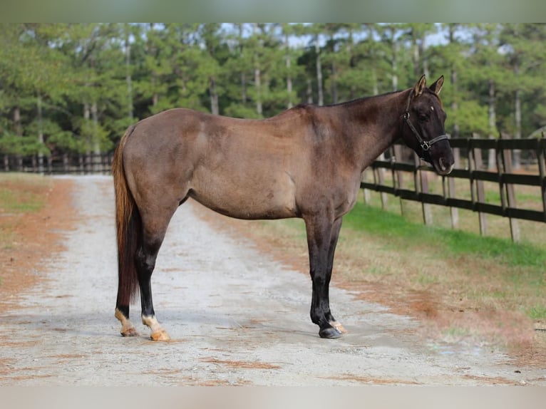 American Quarter Horse Merrie 13 Jaar 147 cm Grullo in Donalds, SC