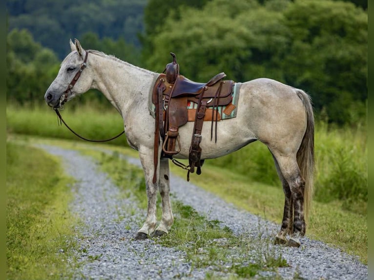 American Quarter Horse Merrie 13 Jaar 147 cm Schimmel in Wallingford KY