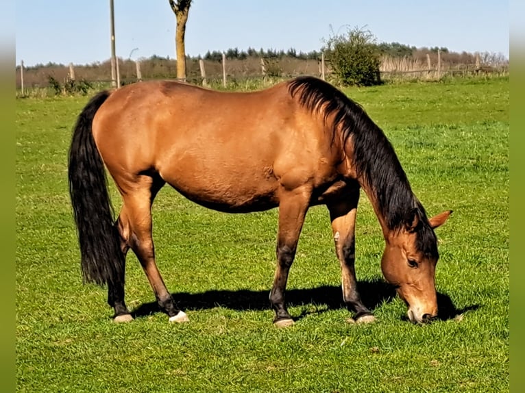 American Quarter Horse Merrie 13 Jaar 148 cm Bruin in Weste