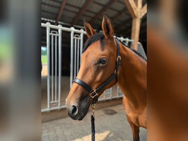American Quarter Horse Merrie 13 Jaar 148 cm Bruin in Weste