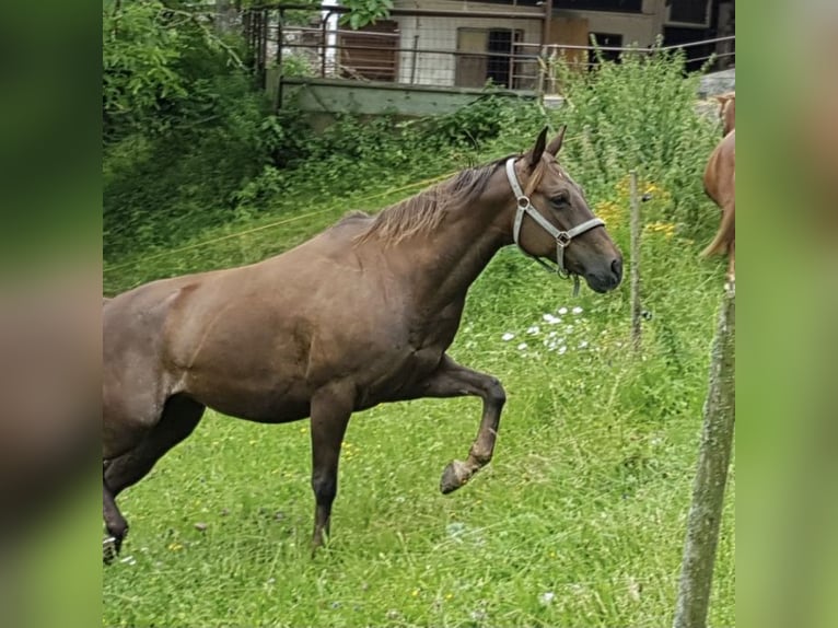 American Quarter Horse Merrie 13 Jaar 148 cm Donkere-vos in Ternberg