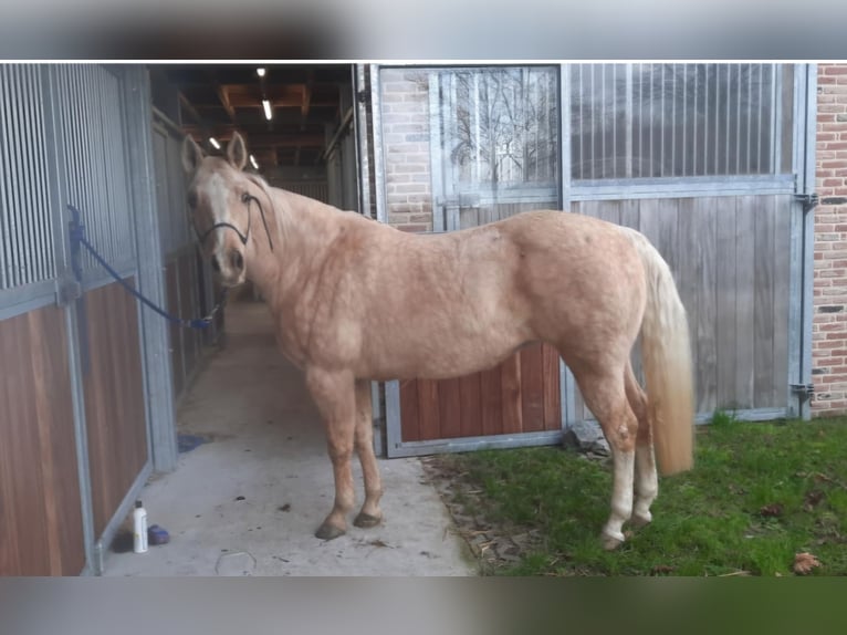 American Quarter Horse Merrie 13 Jaar 148 cm Palomino in Laarne