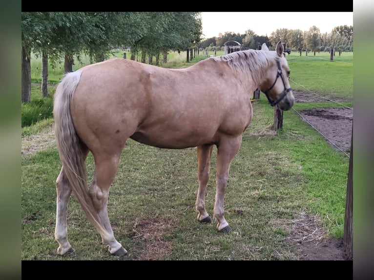 American Quarter Horse Merrie 13 Jaar 148 cm Palomino in Laarne
