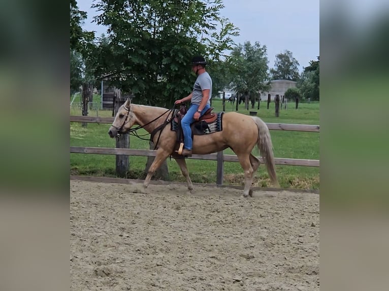 American Quarter Horse Merrie 13 Jaar 148 cm Palomino in Laarne