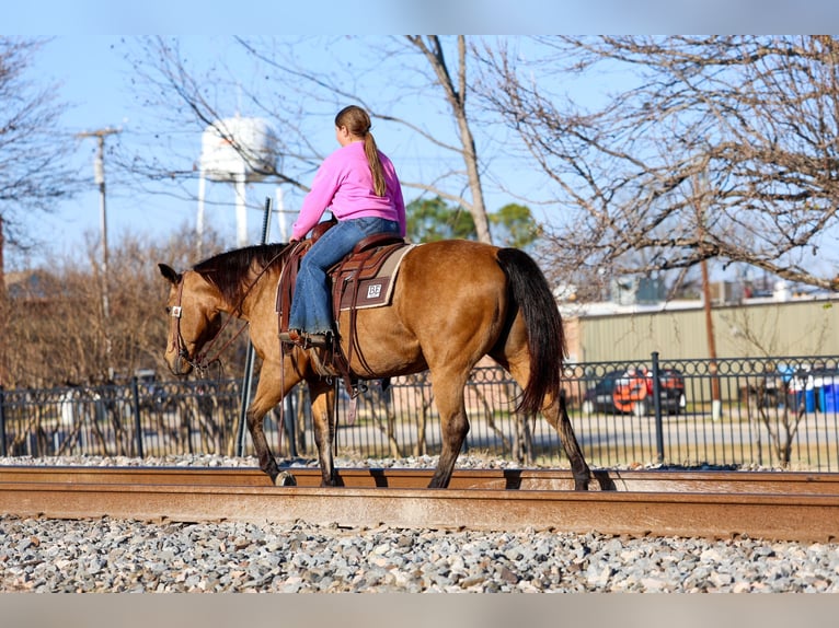 American Quarter Horse Merrie 13 Jaar 150 cm Buckskin in Forney, TX