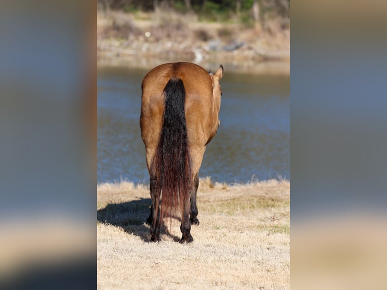 American Quarter Horse Merrie 13 Jaar 150 cm Buckskin in Forney, TX