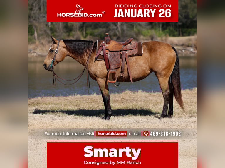 American Quarter Horse Merrie 13 Jaar 150 cm Buckskin in Forney, TX